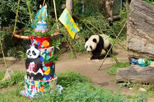 celebrating birthday for giant panda